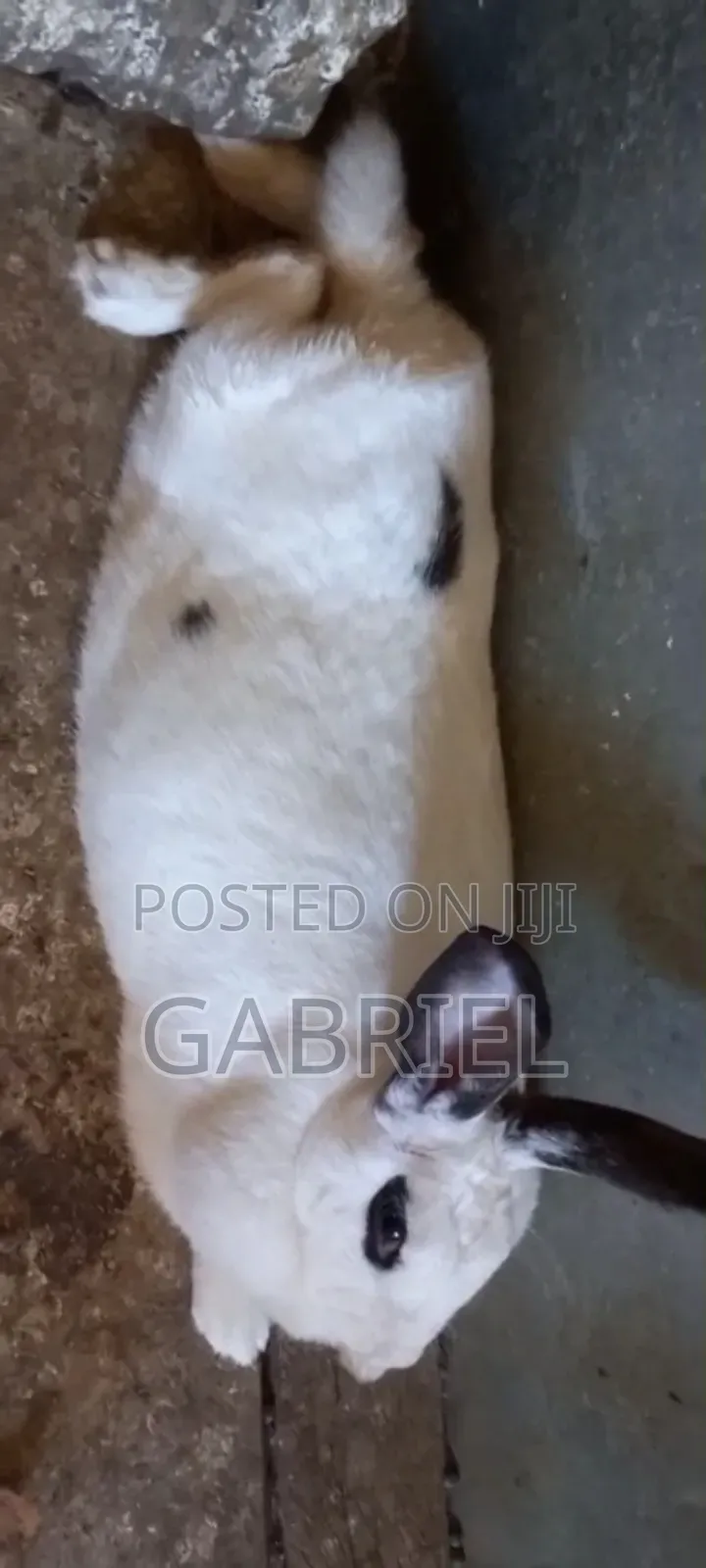 Selling Hybrid Breed Rabbits