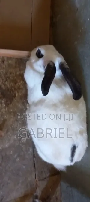 Selling Hybrid Breed Rabbits
