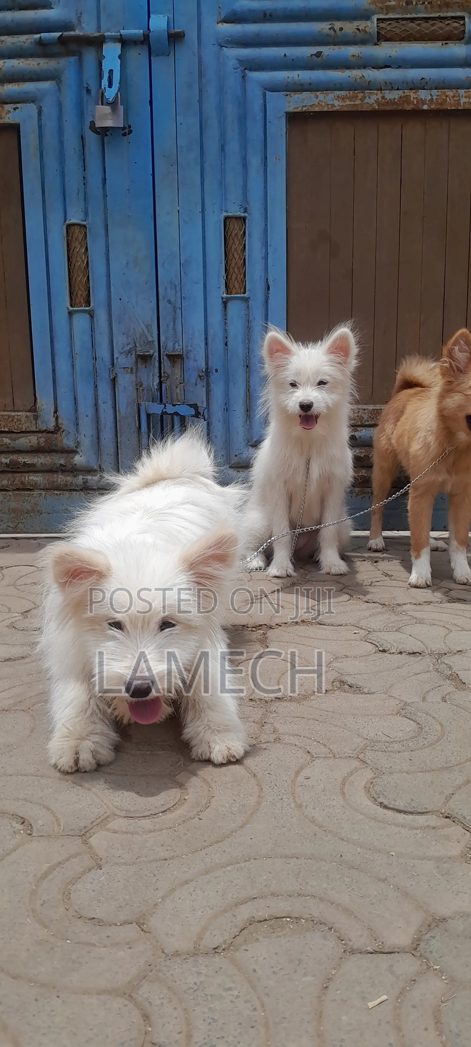 6-12 months Female Purebred Japanese Spitz