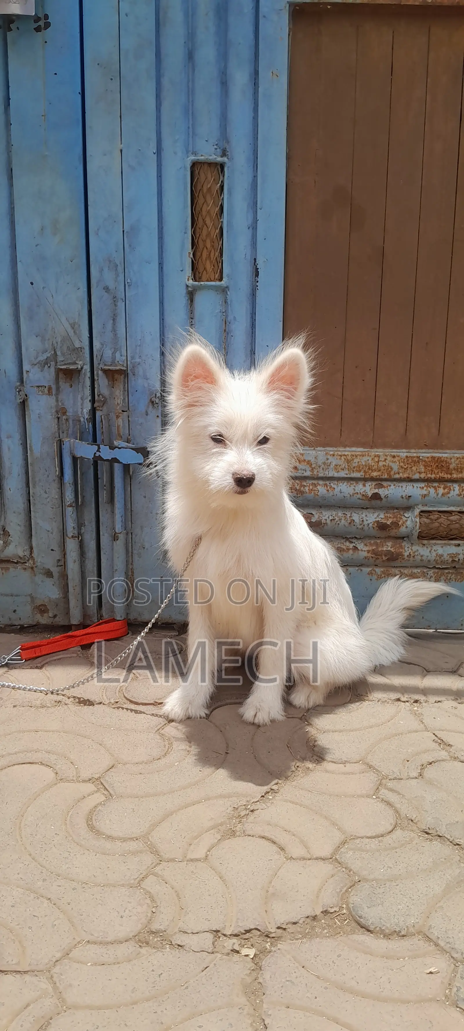 6-12 months Female Purebred Japanese Spitz