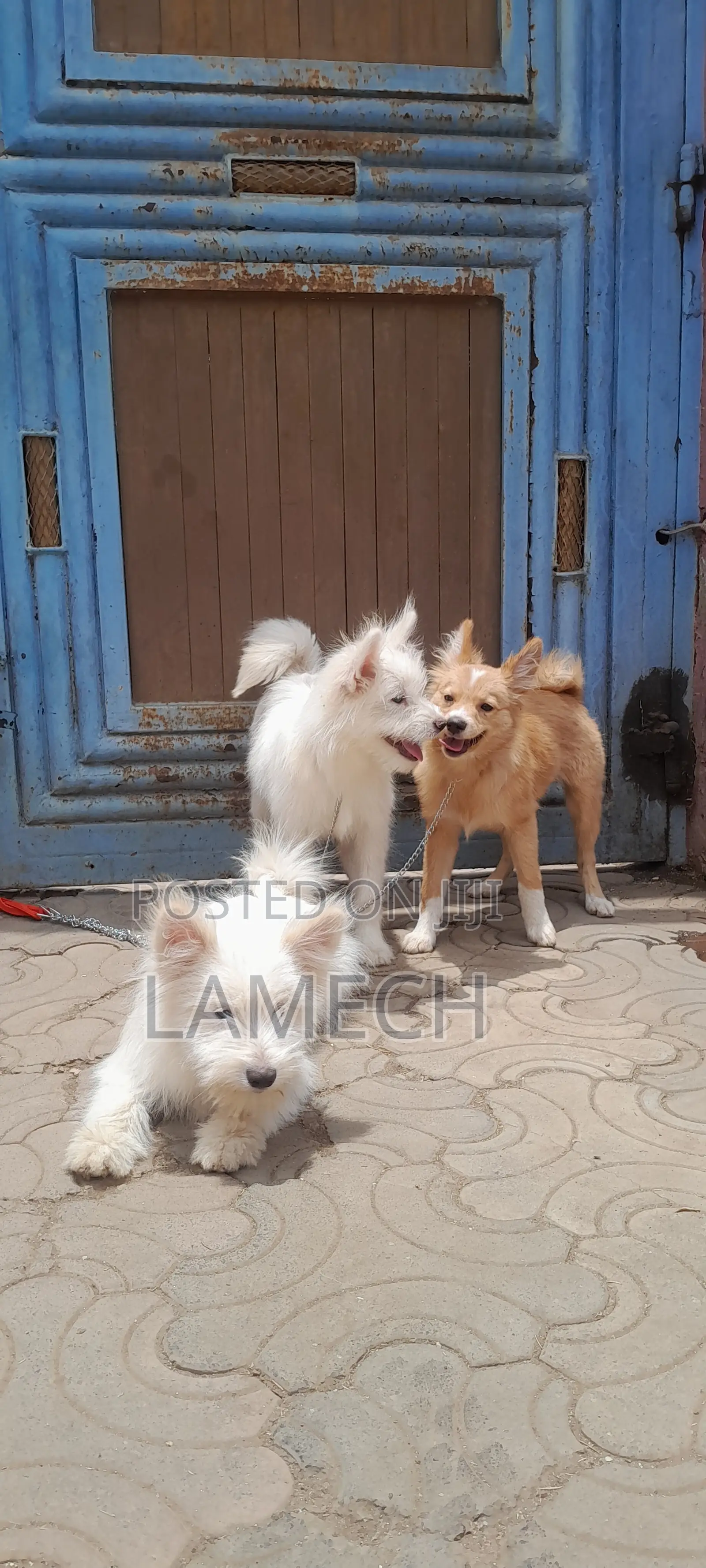6-12 months Female Purebred Japanese Spitz