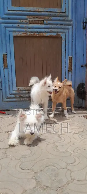 6-12 months Female Purebred Japanese Spitz