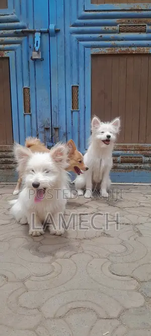 6-12 months Female Purebred Japanese Spitz