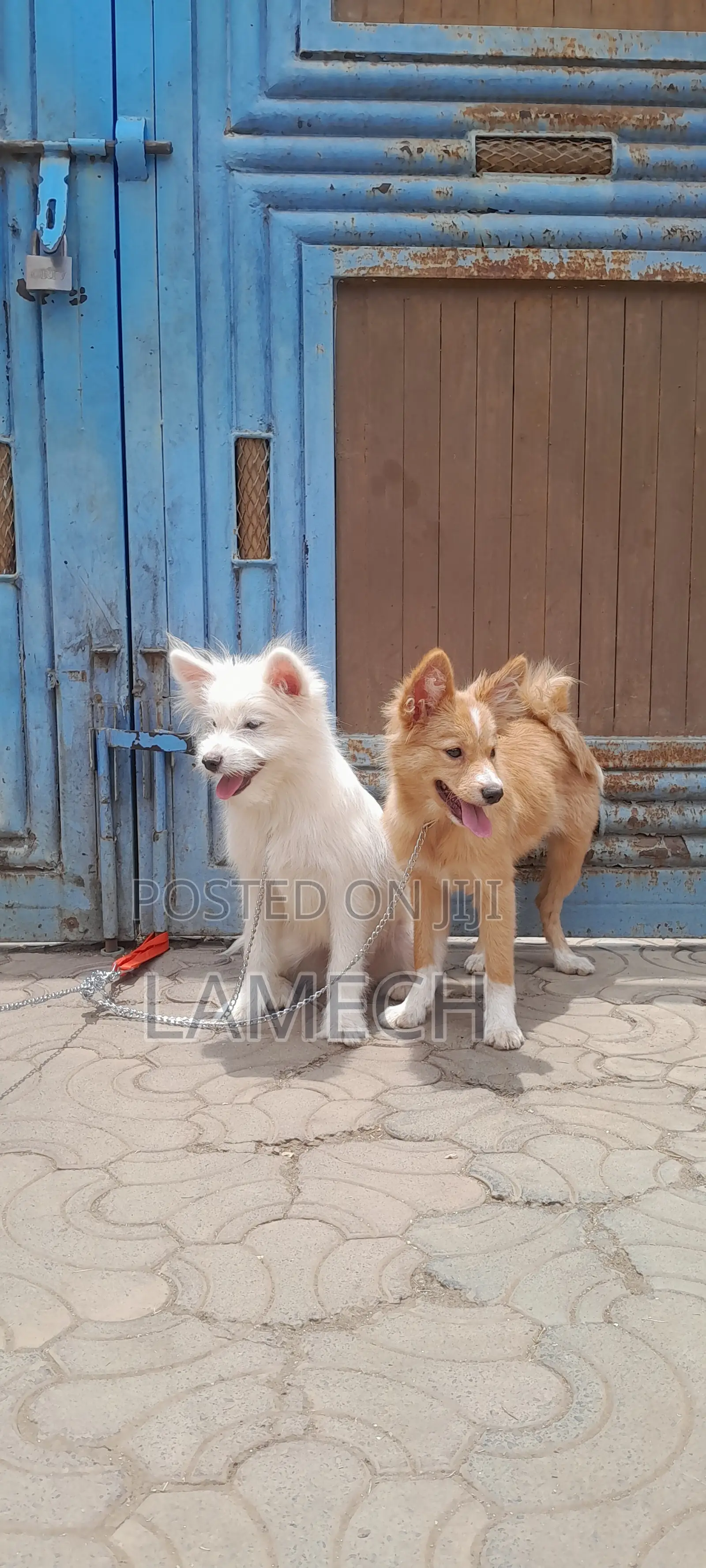6-12 months Female Purebred Japanese Spitz