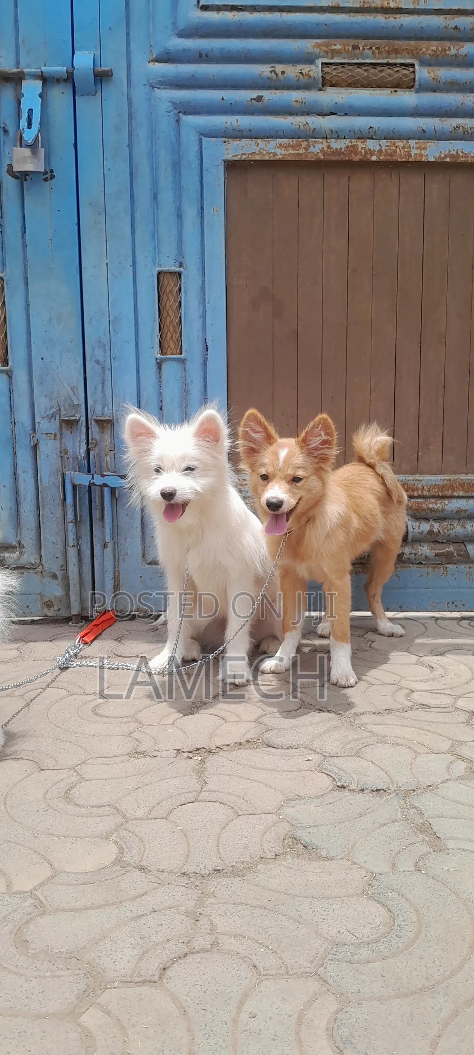 6-12 months Female Purebred Japanese Spitz