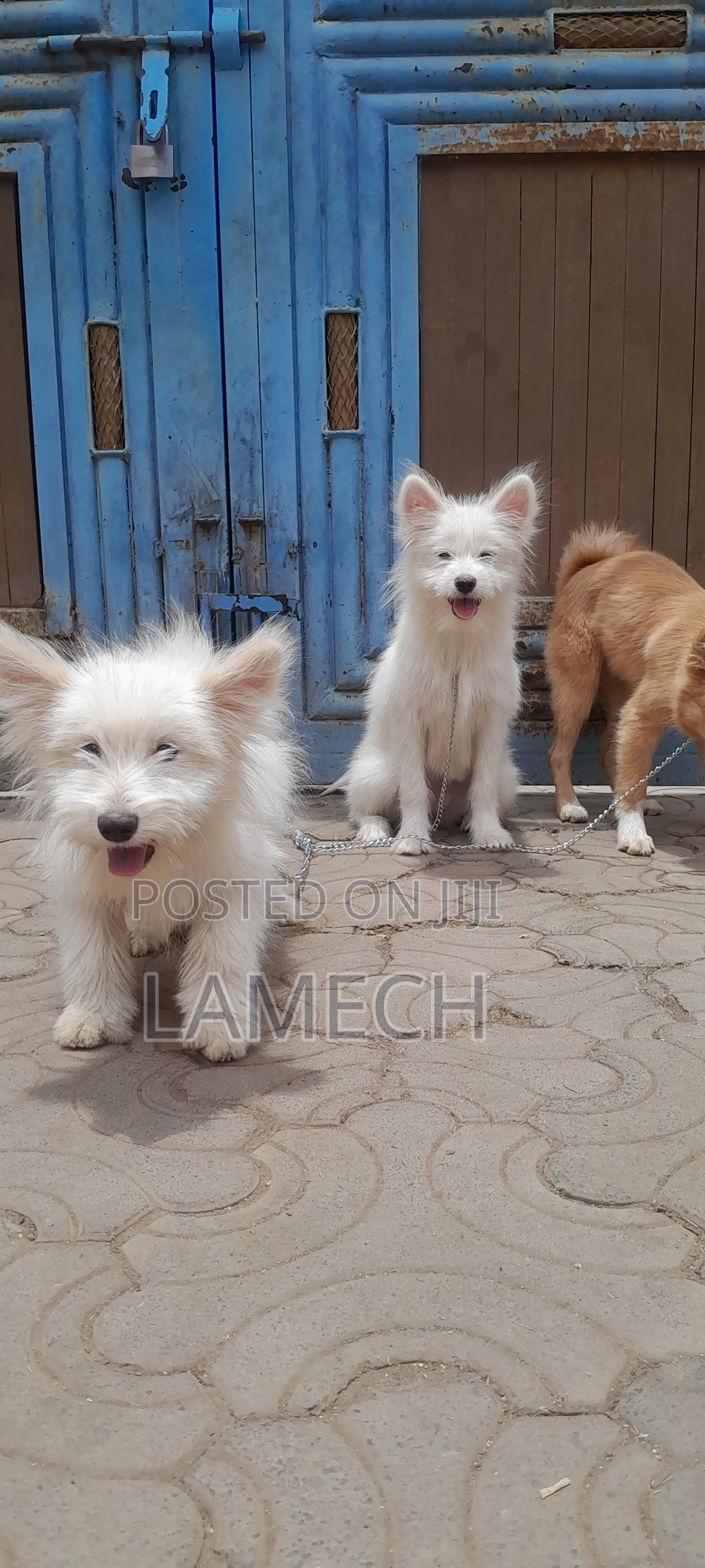 6-12 months Female Purebred Japanese Spitz