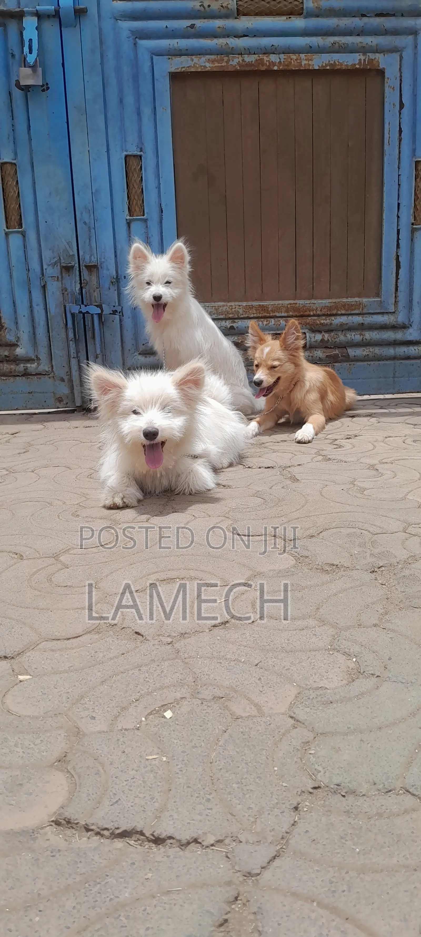 6-12 months Female Purebred Japanese Spitz