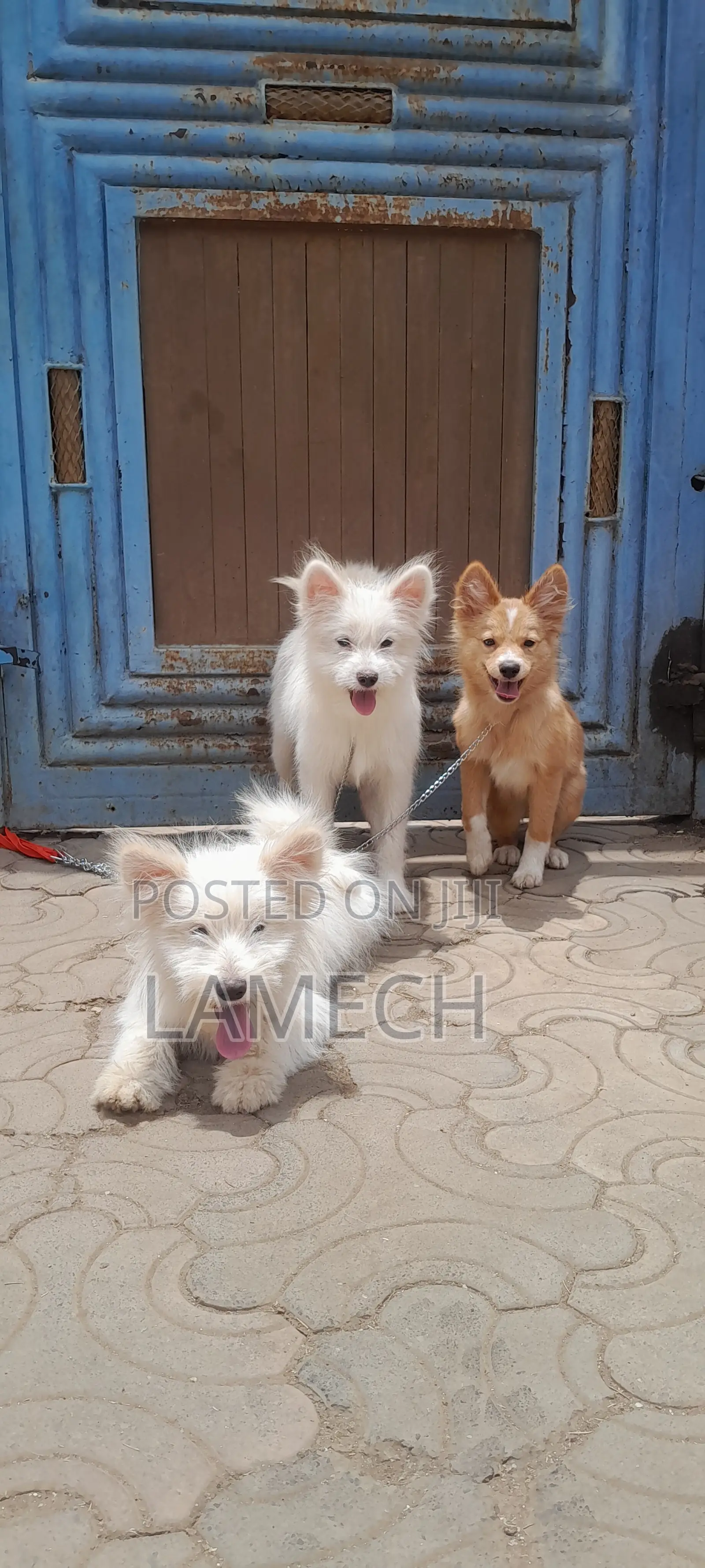 6-12 months Female Purebred Japanese Spitz
