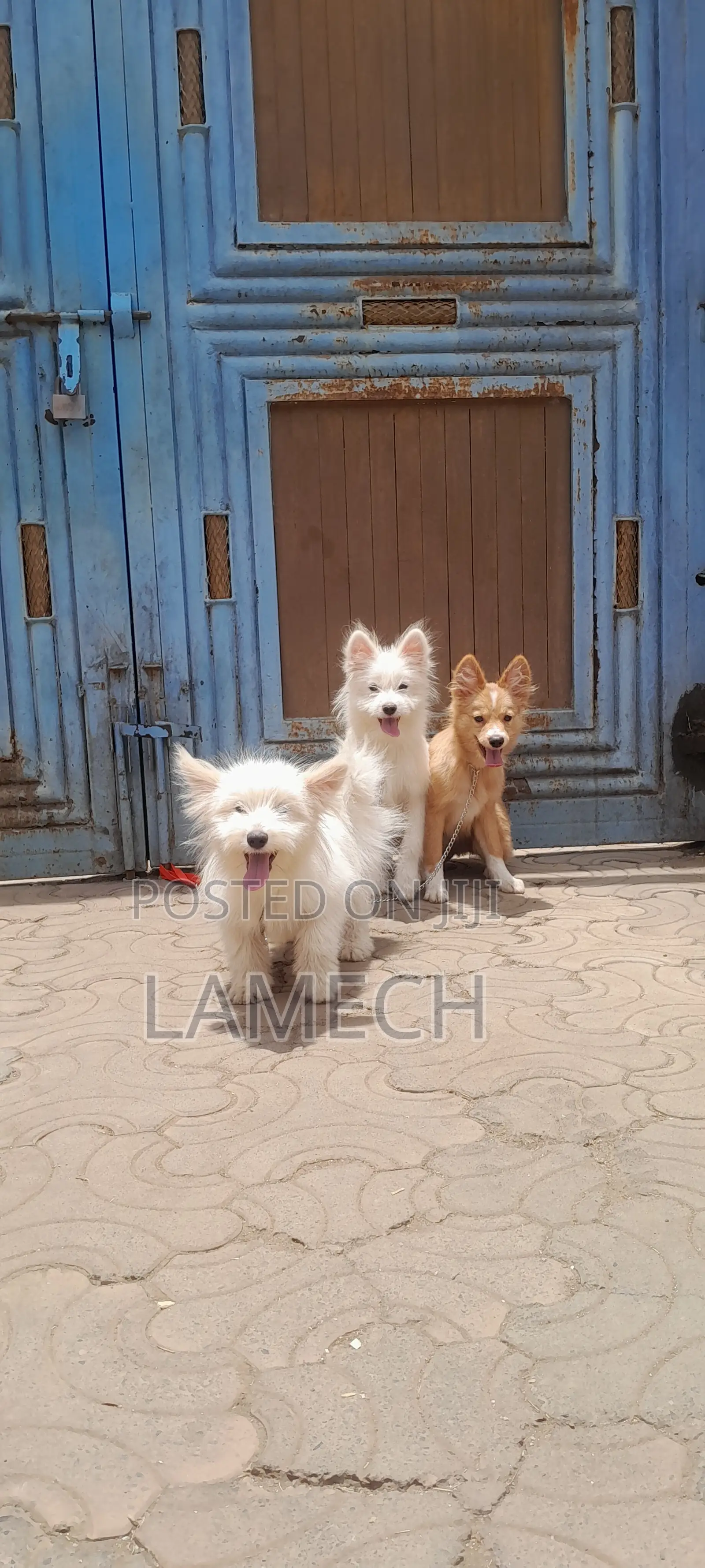 6-12 months Female Purebred Japanese Spitz