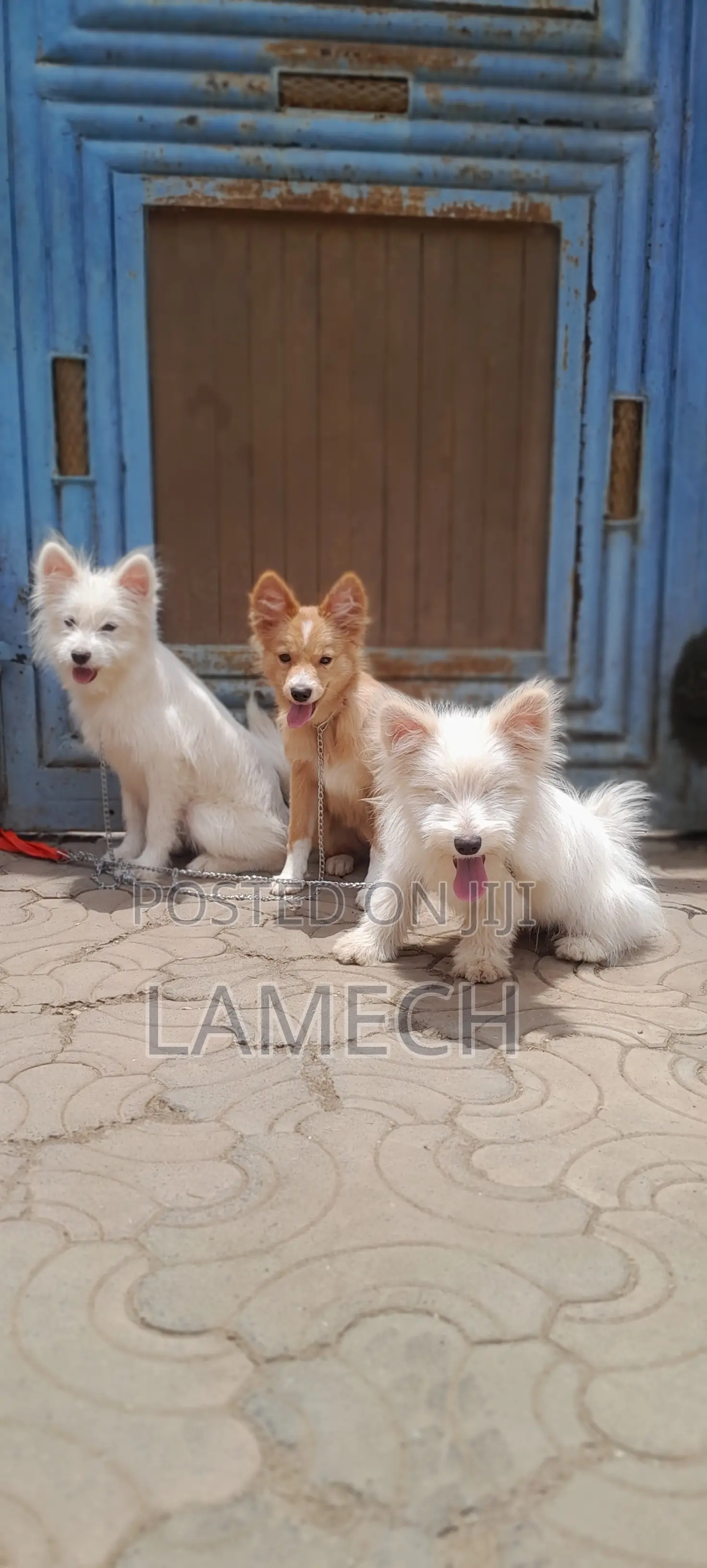 6-12 months Female Purebred Japanese Spitz