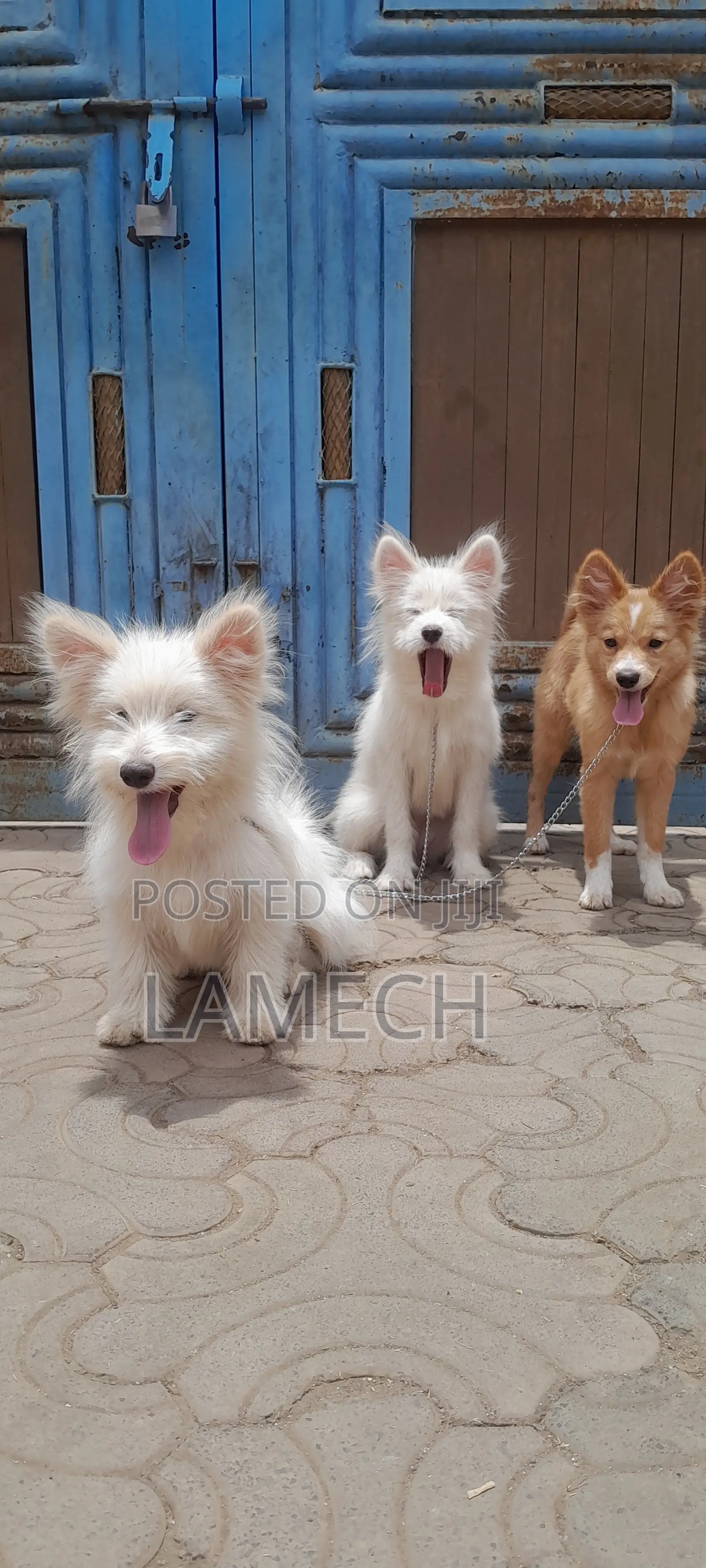 6-12 months Female Purebred Japanese Spitz