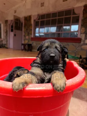 1-3 months Male Purebred German Shepherd