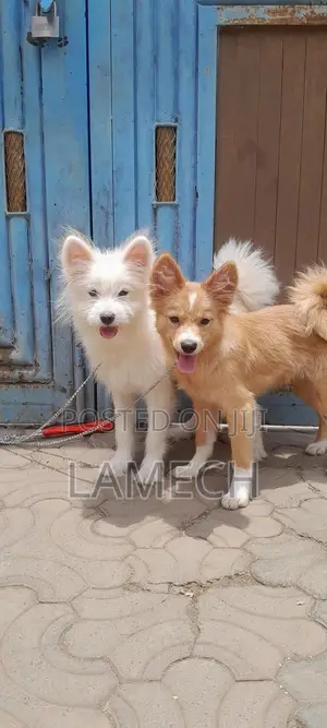 6-12 months Female Purebred Japanese Spitz