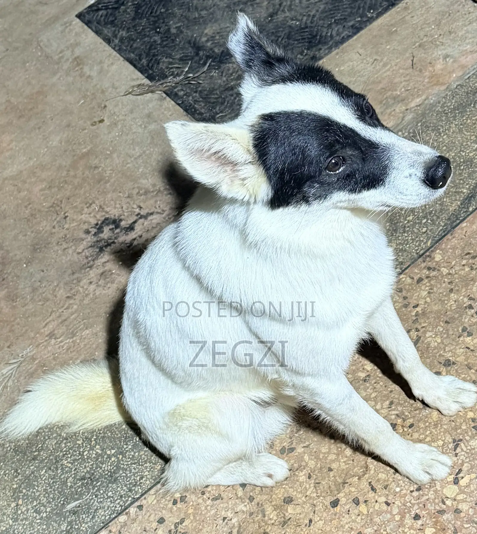 1+ year Male Mixed Breed Japanese Spitz
