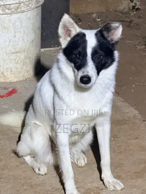 1+ year Male Mixed Breed Japanese Spitz