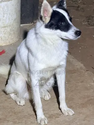 1+ year Male Mixed Breed Japanese Spitz