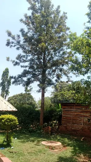 0.08 Ha Prime Land for Sale in Busia With Ready TITLE DEED