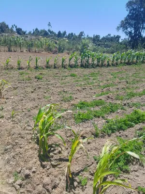 1⁄2 Acre Mwendandu