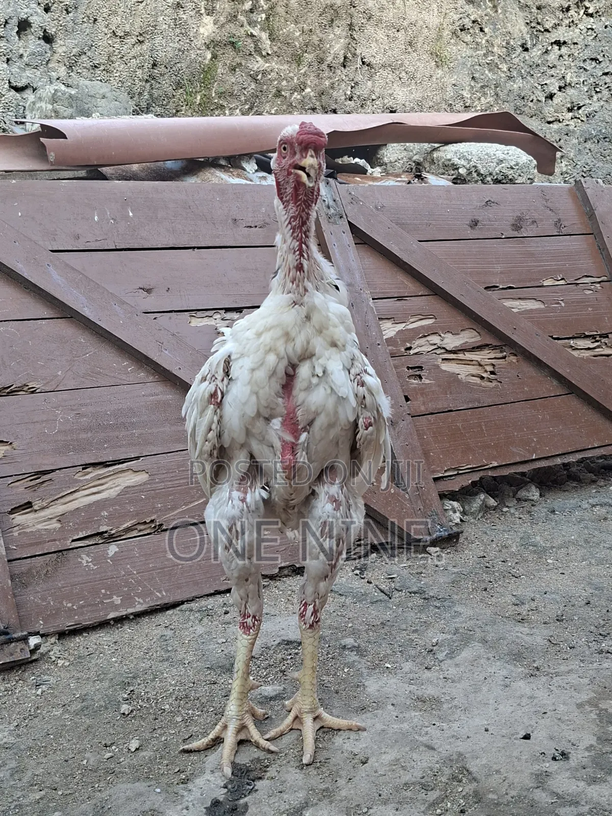 Kuchi Male