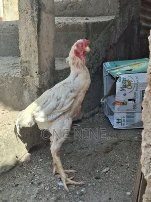 Kuchi Male