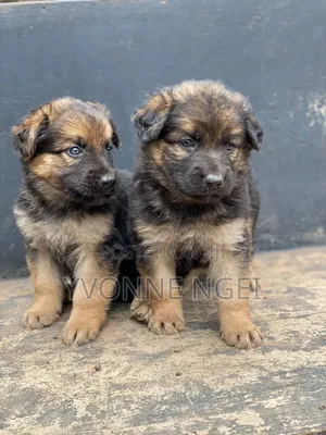 0-1 month Female Purebred German Shepherd