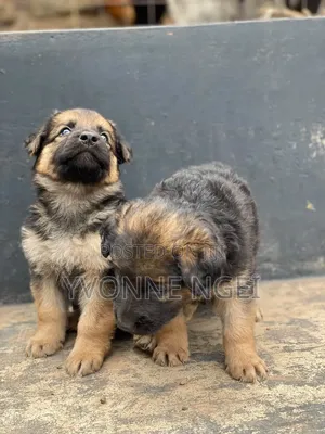 0-1 month Female Purebred German Shepherd