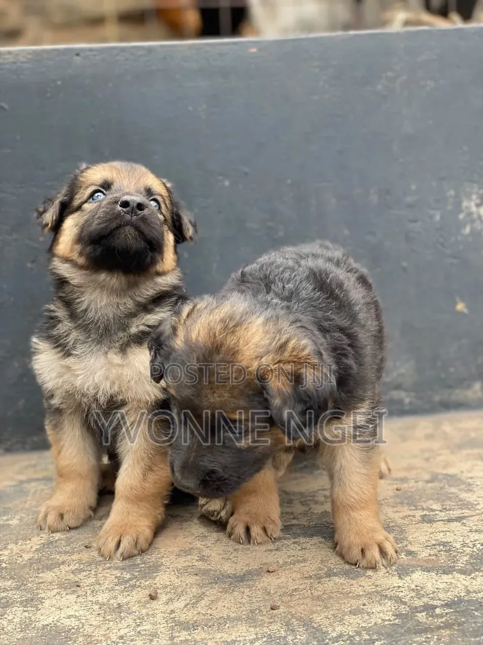 0-1 month Female Purebred German Shepherd