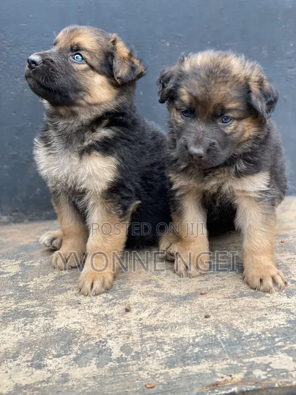 0-1 month Female Purebred German Shepherd