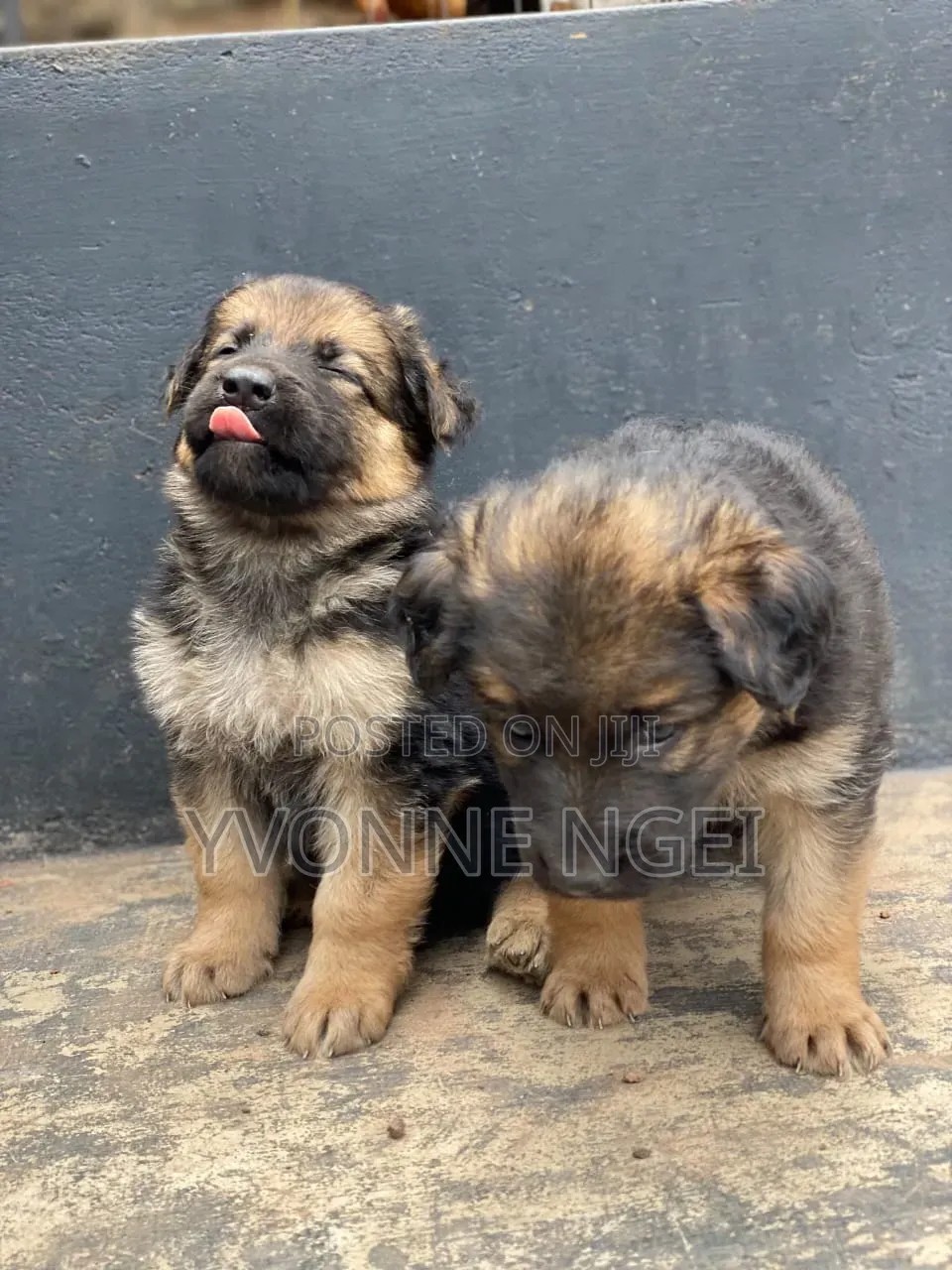 0-1 month Female Purebred German Shepherd