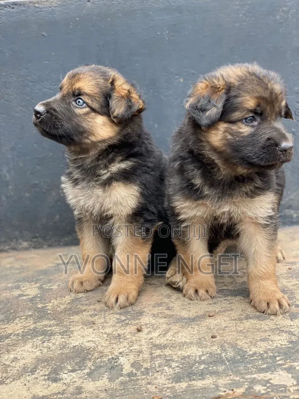0-1 month Female Purebred German Shepherd