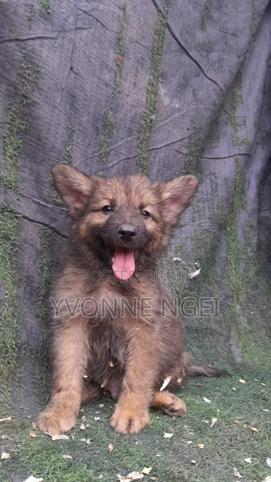 0-1 month Male Purebred German Shepherd