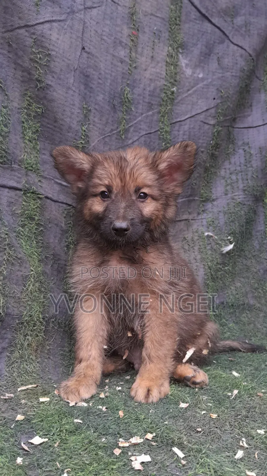 0-1 month Male Purebred German Shepherd