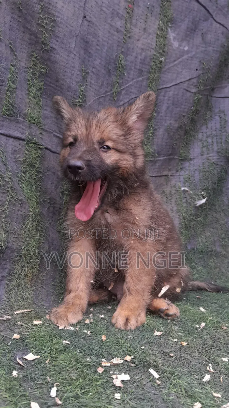 0-1 month Male Purebred German Shepherd