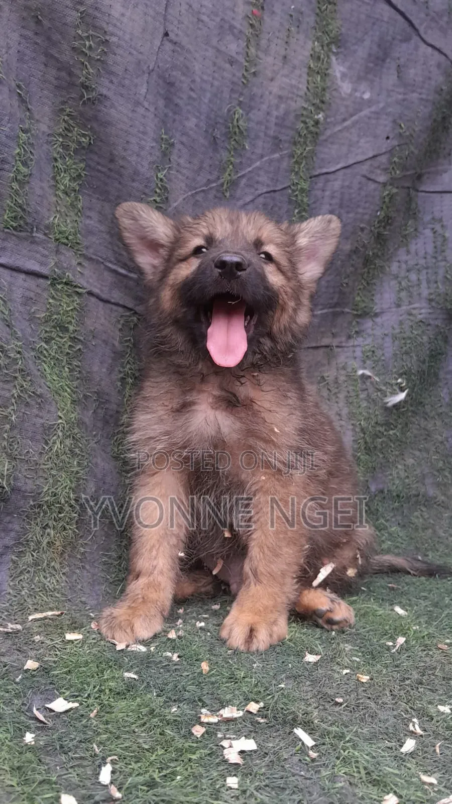 0-1 month Male Purebred German Shepherd