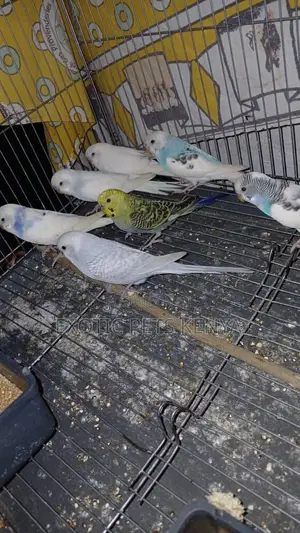 Bugide Parrots