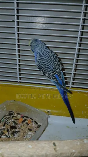 Bugide Parrots