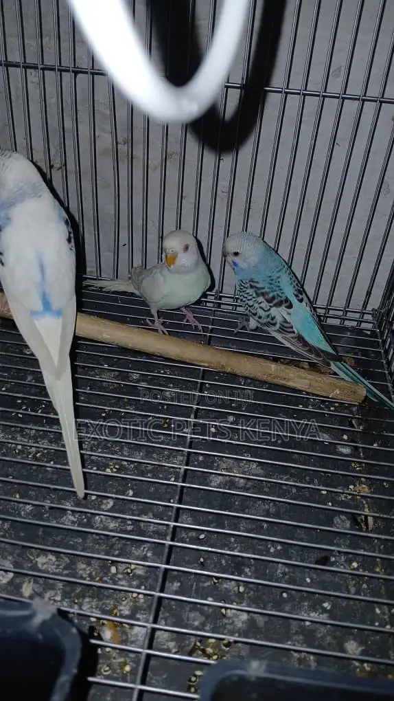 Bugide Parrots