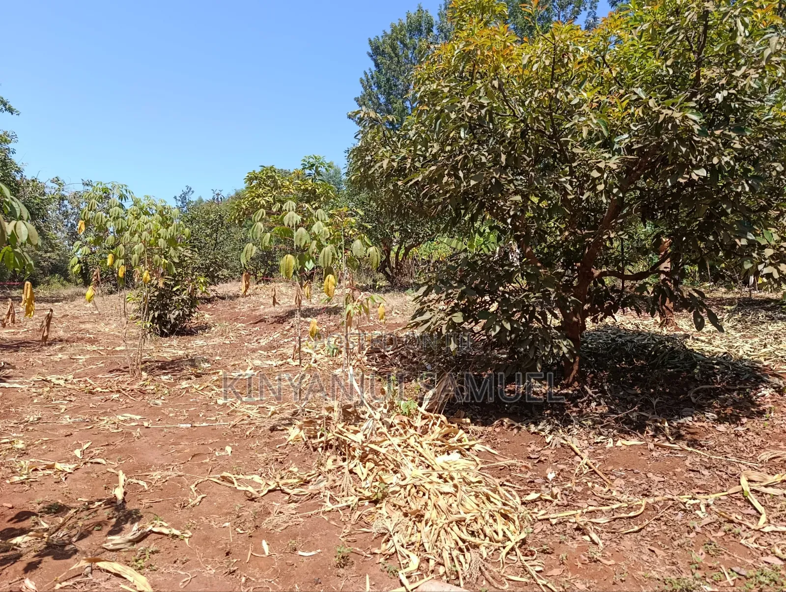 Half an Acre for Sale in Marema Makuyu