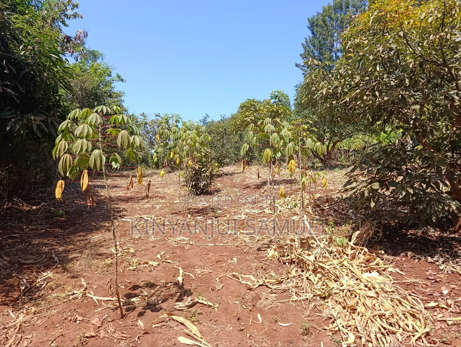 Half an Acre for Sale in Marema Makuyu