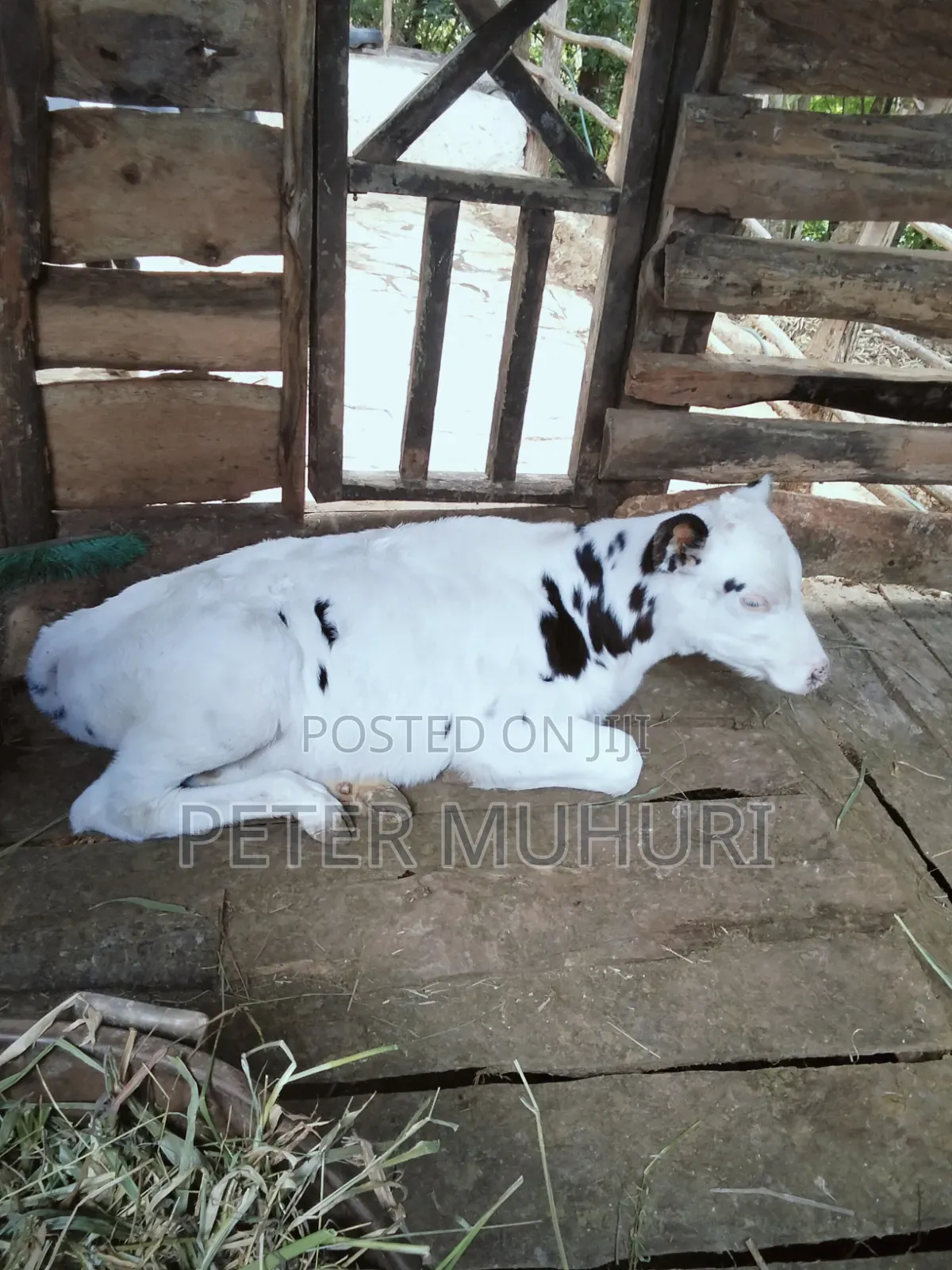 Pure Holstein Frisian Calf