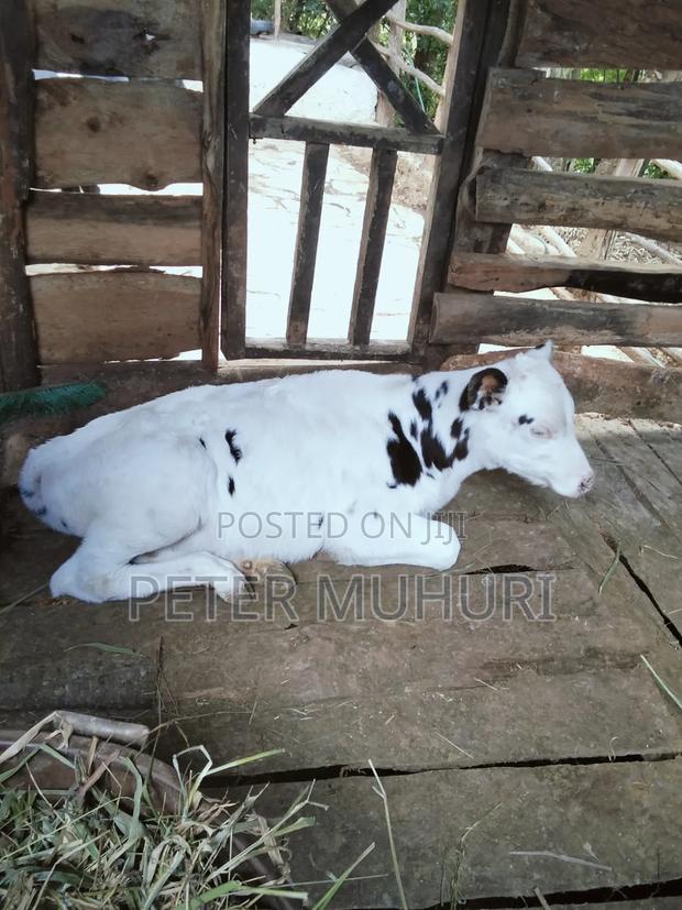 Pure Holstein Calf