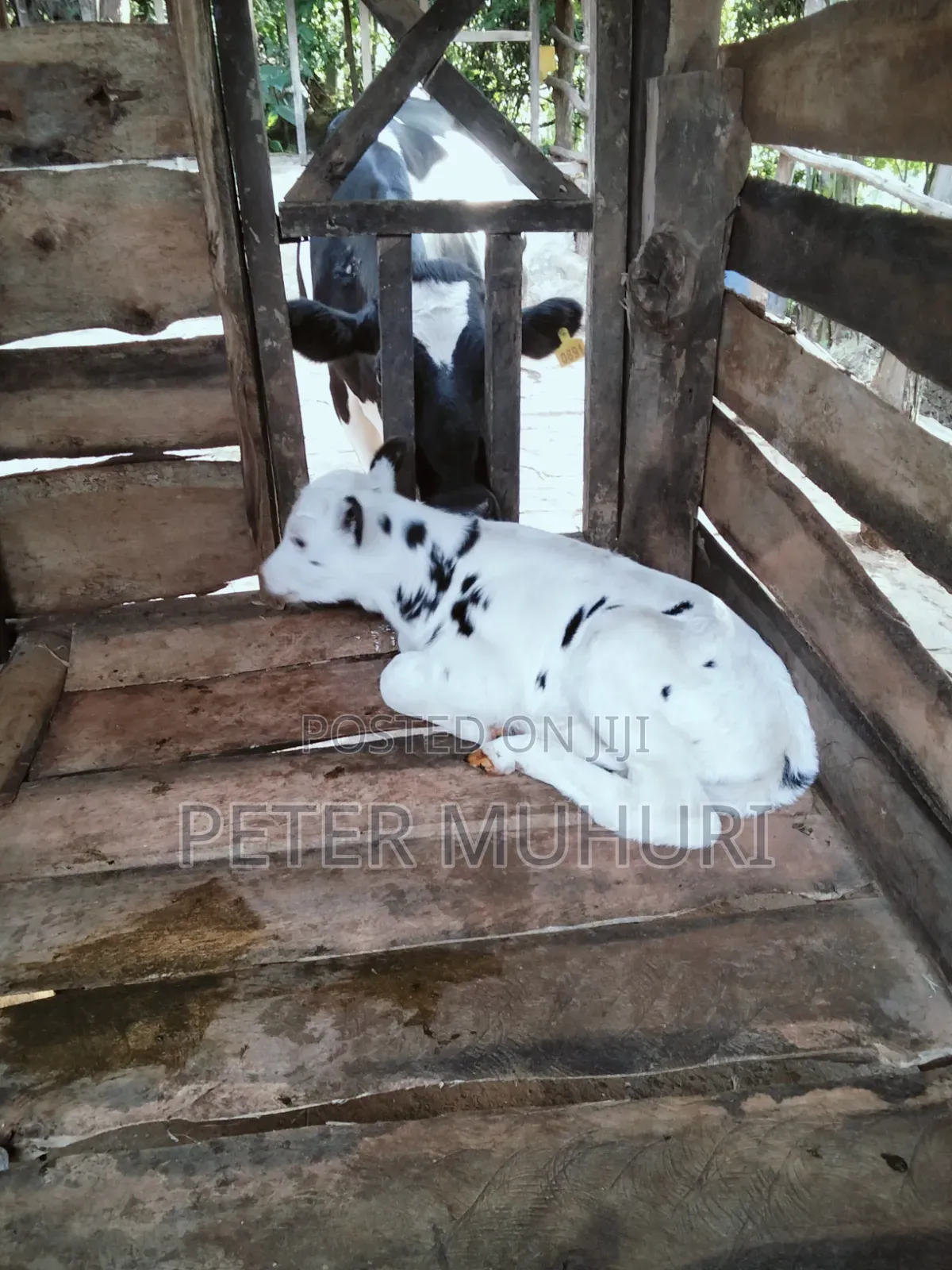 Pure Holstein Frisian Calf