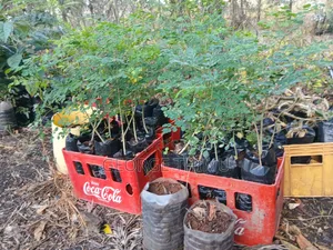 Large Moringa Tree Seedlings Available