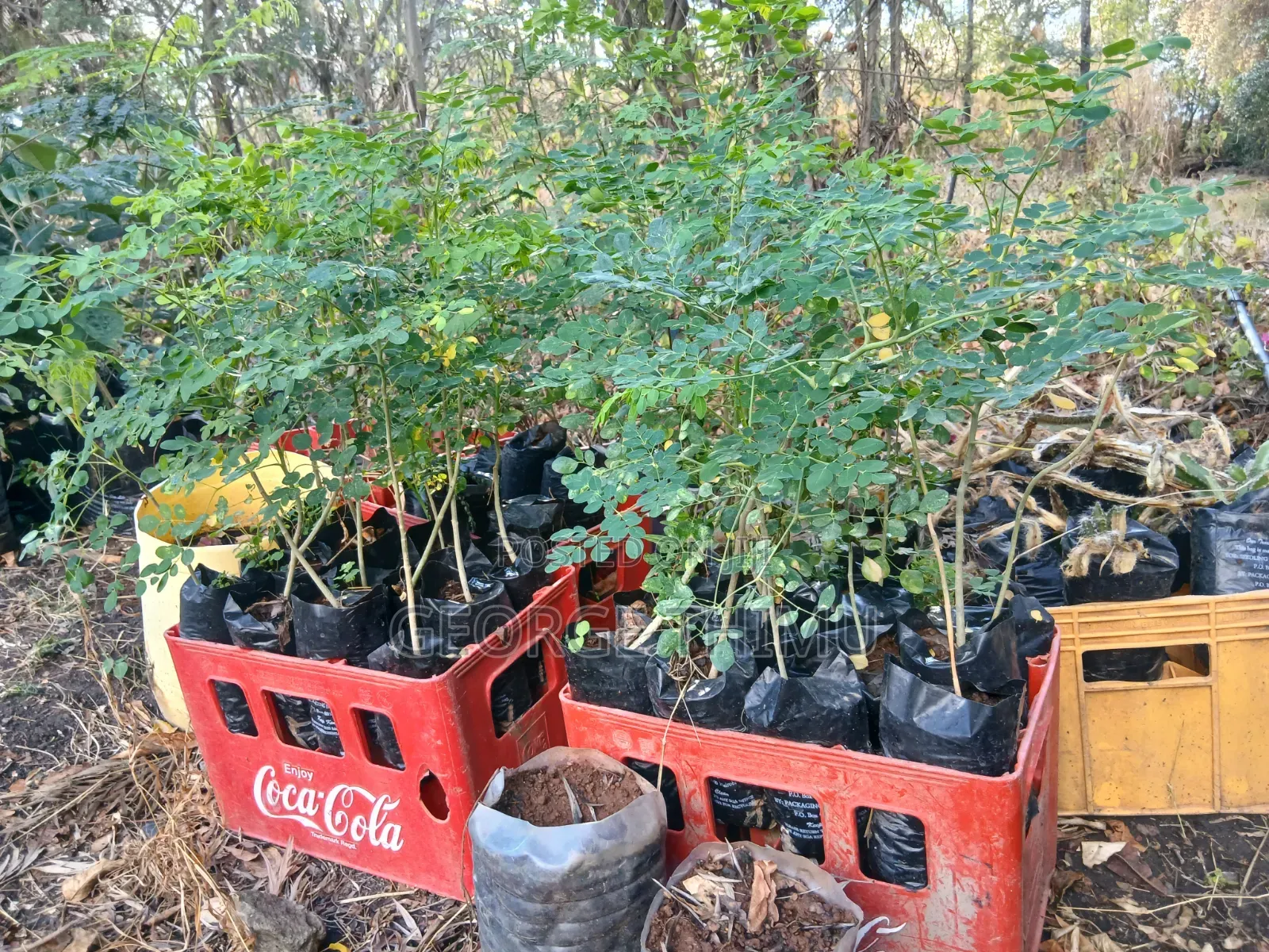 Large Moringa Tree Seedlings Available