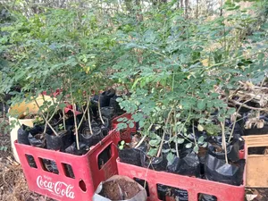 Large Moringa Tree Seedlings Available