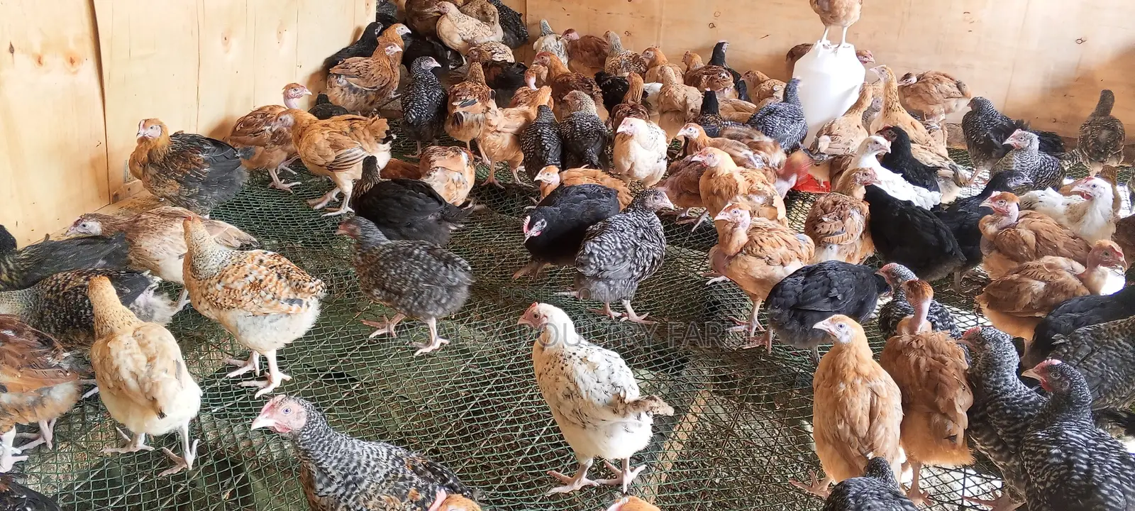 Improved Kiemyeji Chicks