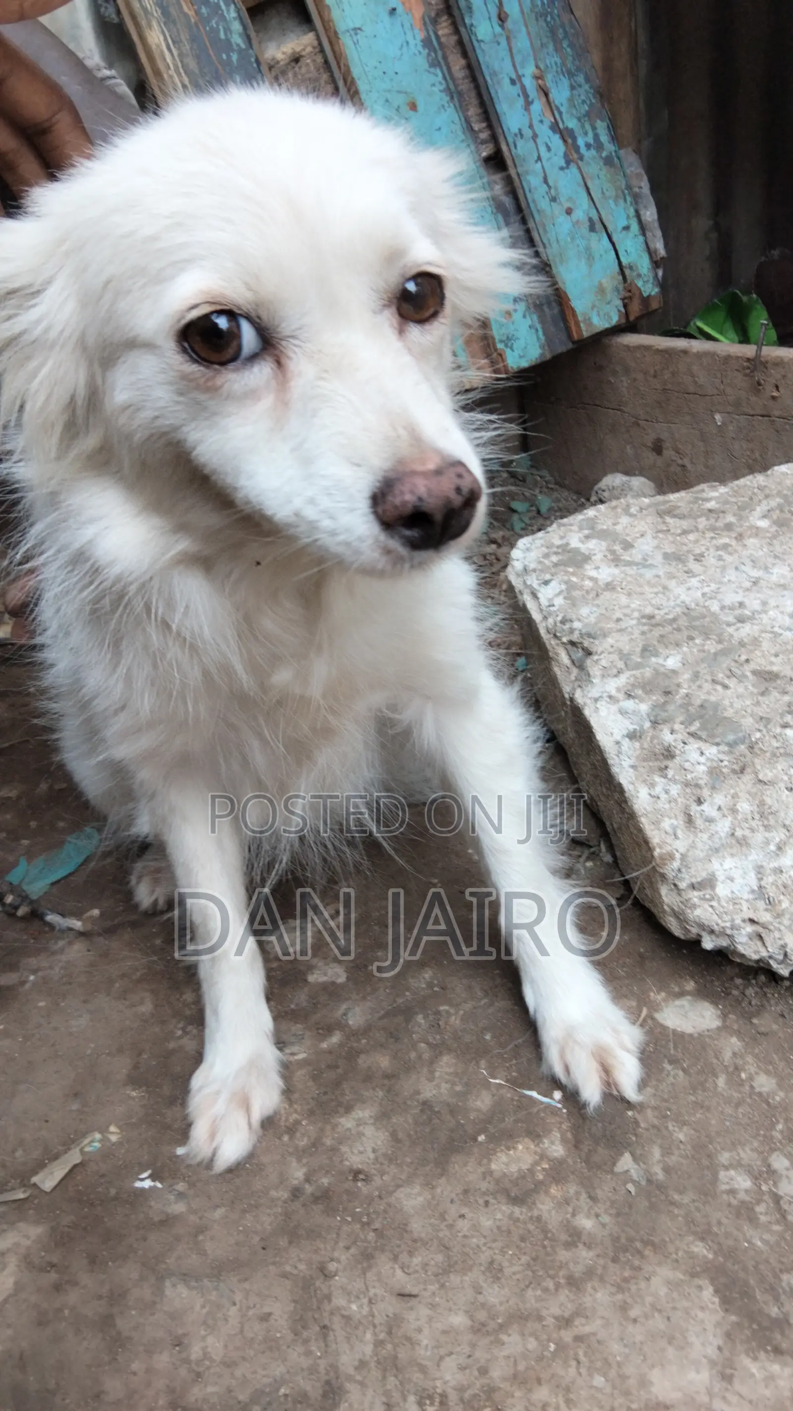 6-12 months Female Mixed Breed Japanese Spitz