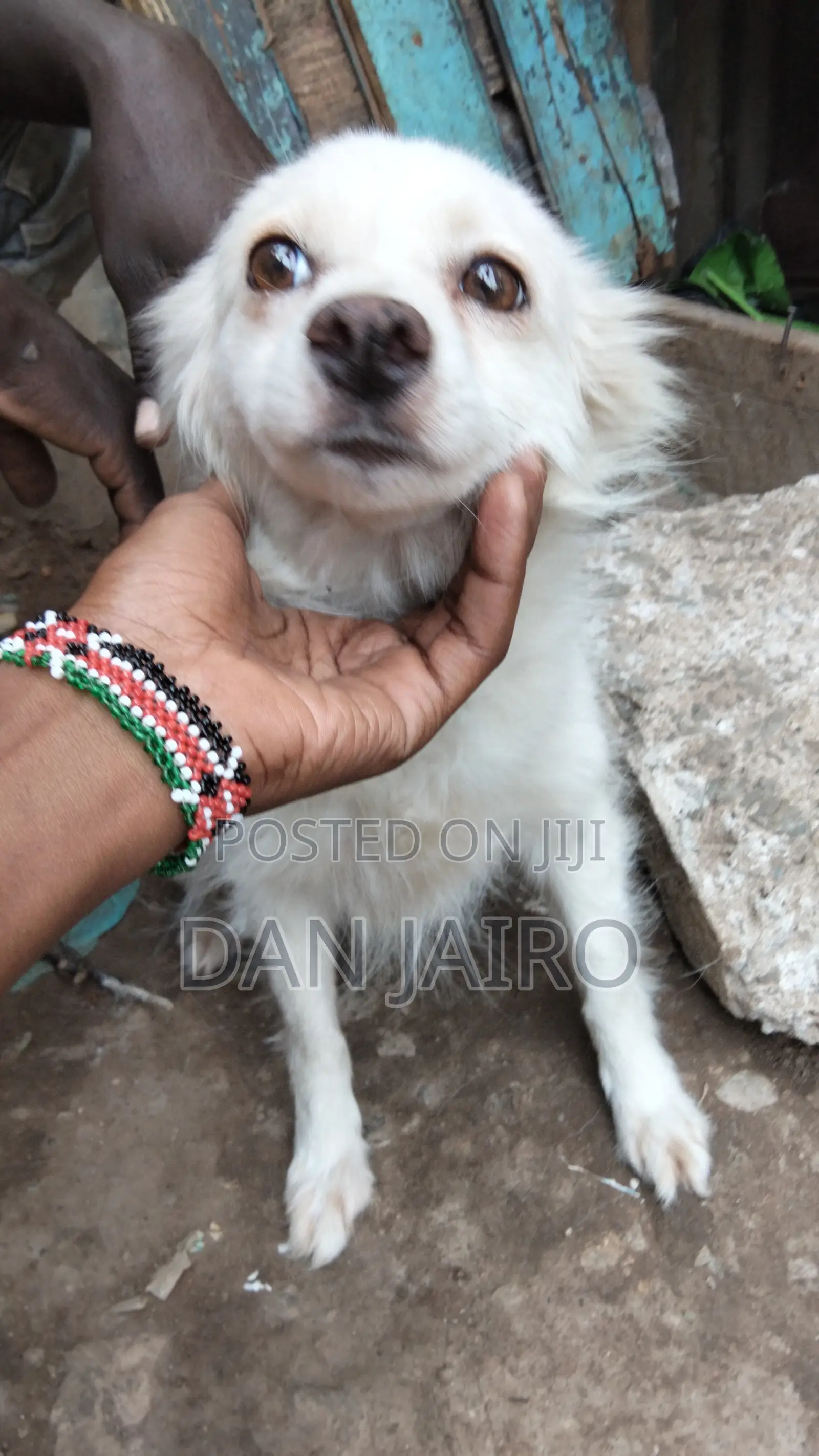 6-12 months Female Mixed Breed Japanese Spitz