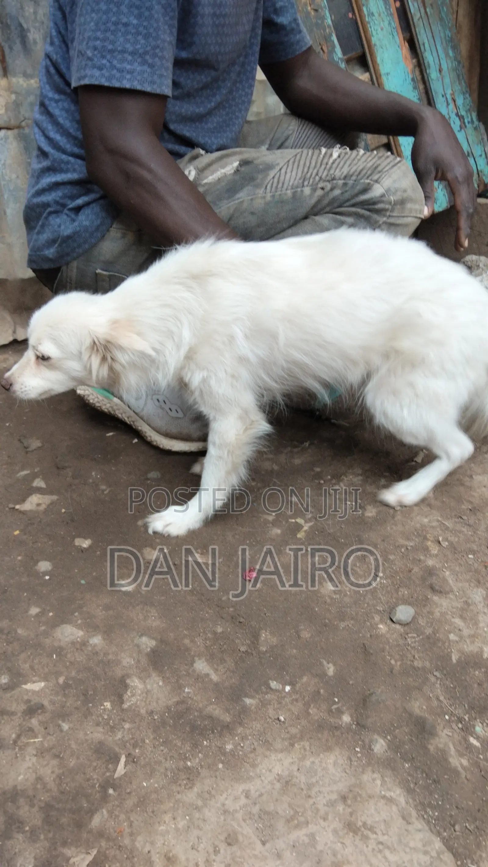 6-12 months Female Mixed Breed Japanese Spitz