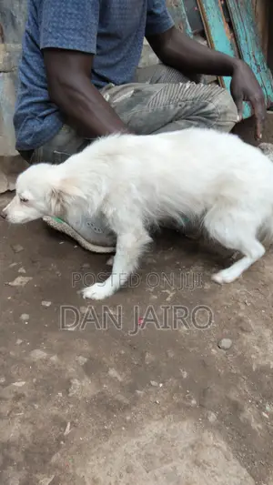 6-12 months Female Mixed Breed Japanese Spitz
